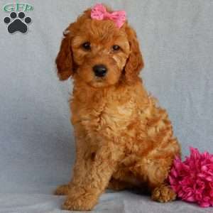 Bubbles (medium), Goldendoodle Puppy